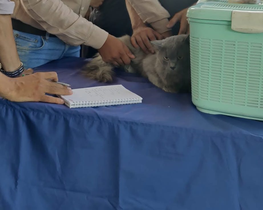 A cat being examined at D Vets