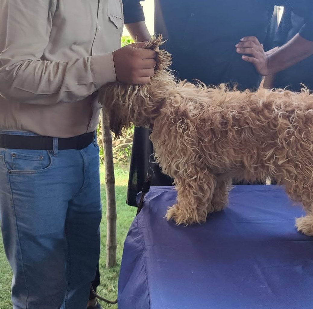 A dog being examined at D Vets