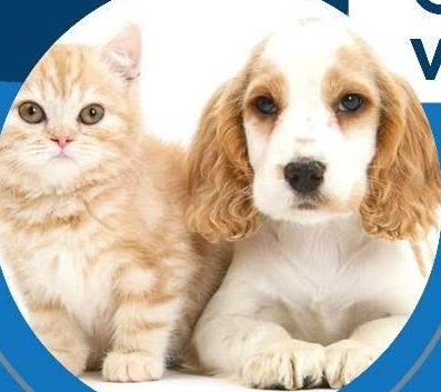 Pets in for vaccination